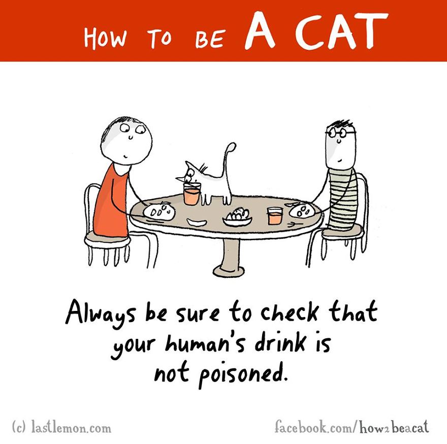 how-to-be-a-cat-funny-illustration-last-lemon-4__880