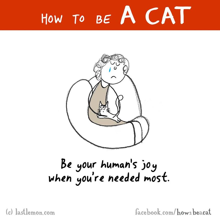 how-to-be-a-cat-funny-illustration-last-lemon-63__880