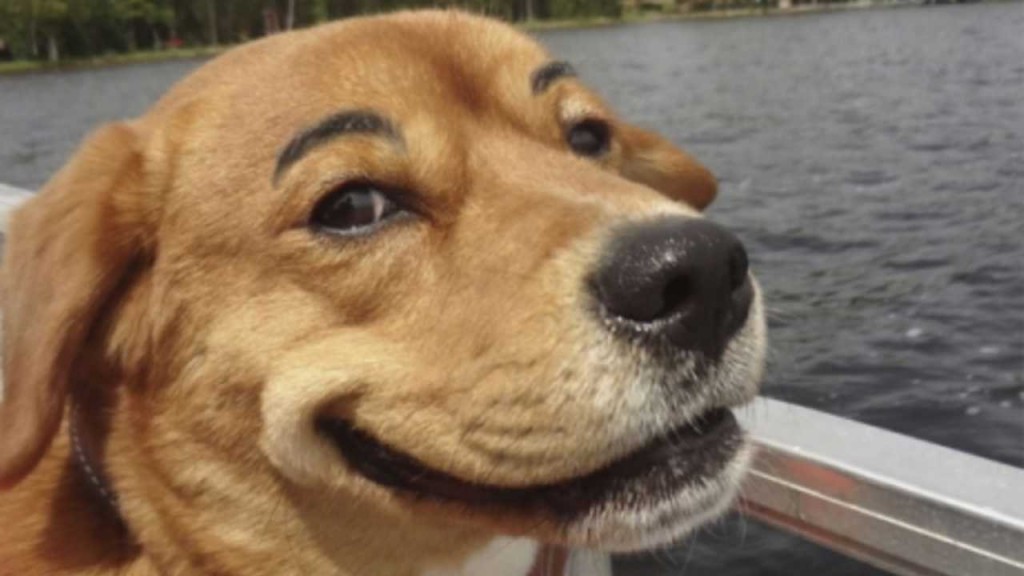 20-cutest-dogs-and-cats-with-eyebrows-beards-or-mustaches-2