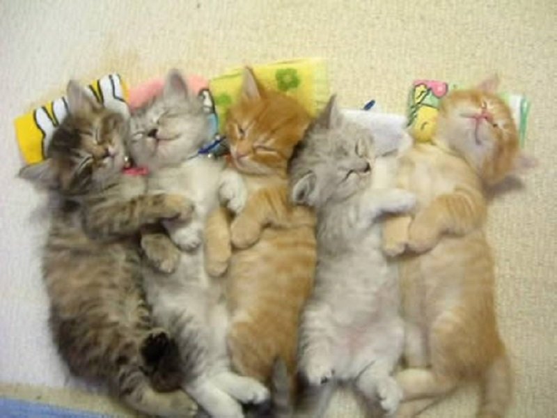 10-adorable-pictures-of-animals-passed-out-8