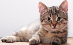 10-facts-you-never-knew-about-cats-4